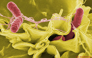 Salmonella