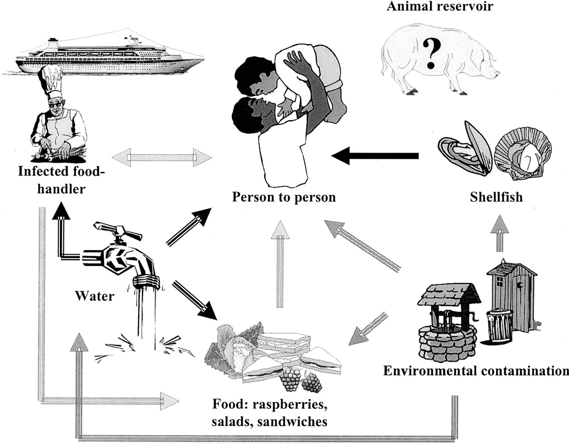Pig - Water - Cruise Ship Norovirus