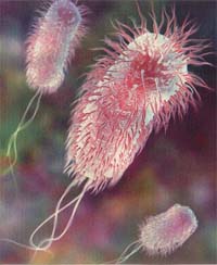 e-coli-small.jpeg