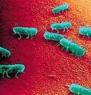salmonella.jpg