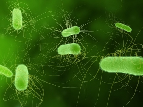 E. coli stock.jpg