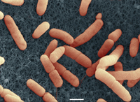 EHEC outbreak strain.jpg