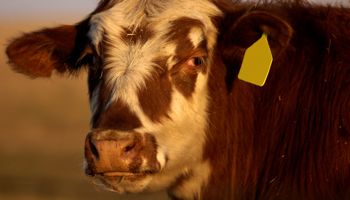 cattleidentification-350.jpg
