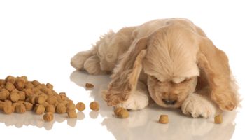 petfoodtesting-350.jpg