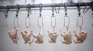 chickentests-iphone.jpg