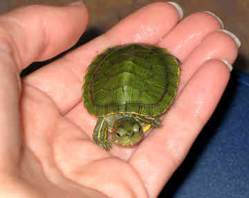 red-eared-slider-turtle-.jpg