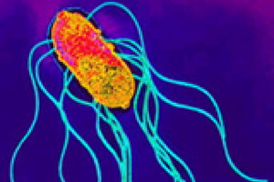 Salmonella paratyphi B.png