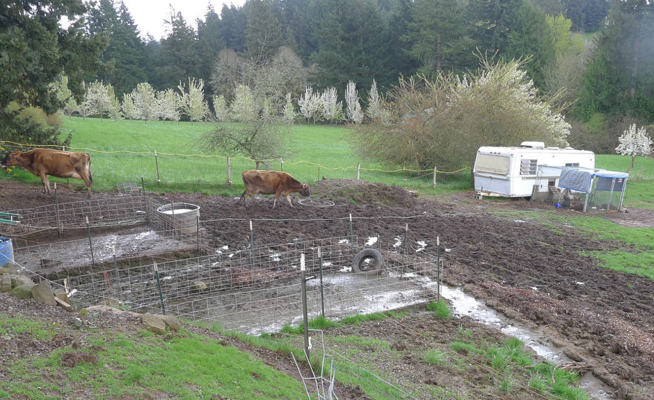 Raw Milk Cows E. coli