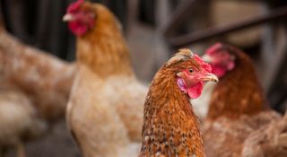 chickens-ag-gag-iphone.jpg