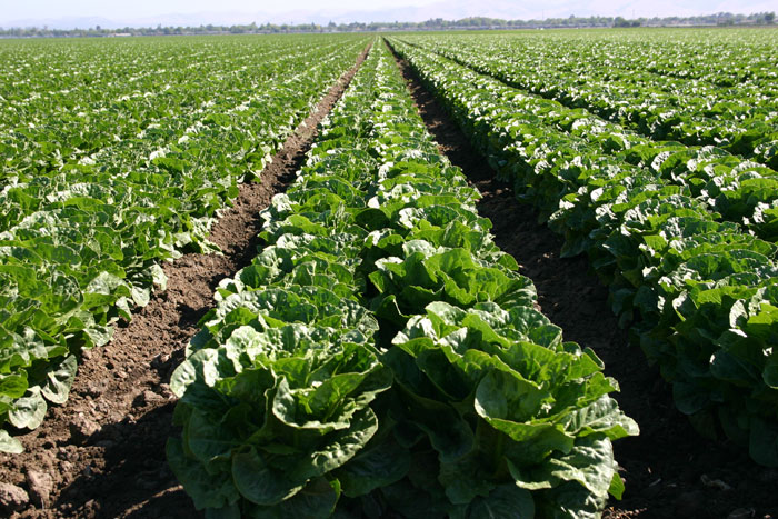 Romaine_Lettuce_Cropaaa.jpeg