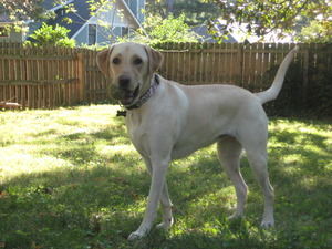 Pet of the Month - Chloe 2.JPG