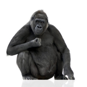 Gorilla
