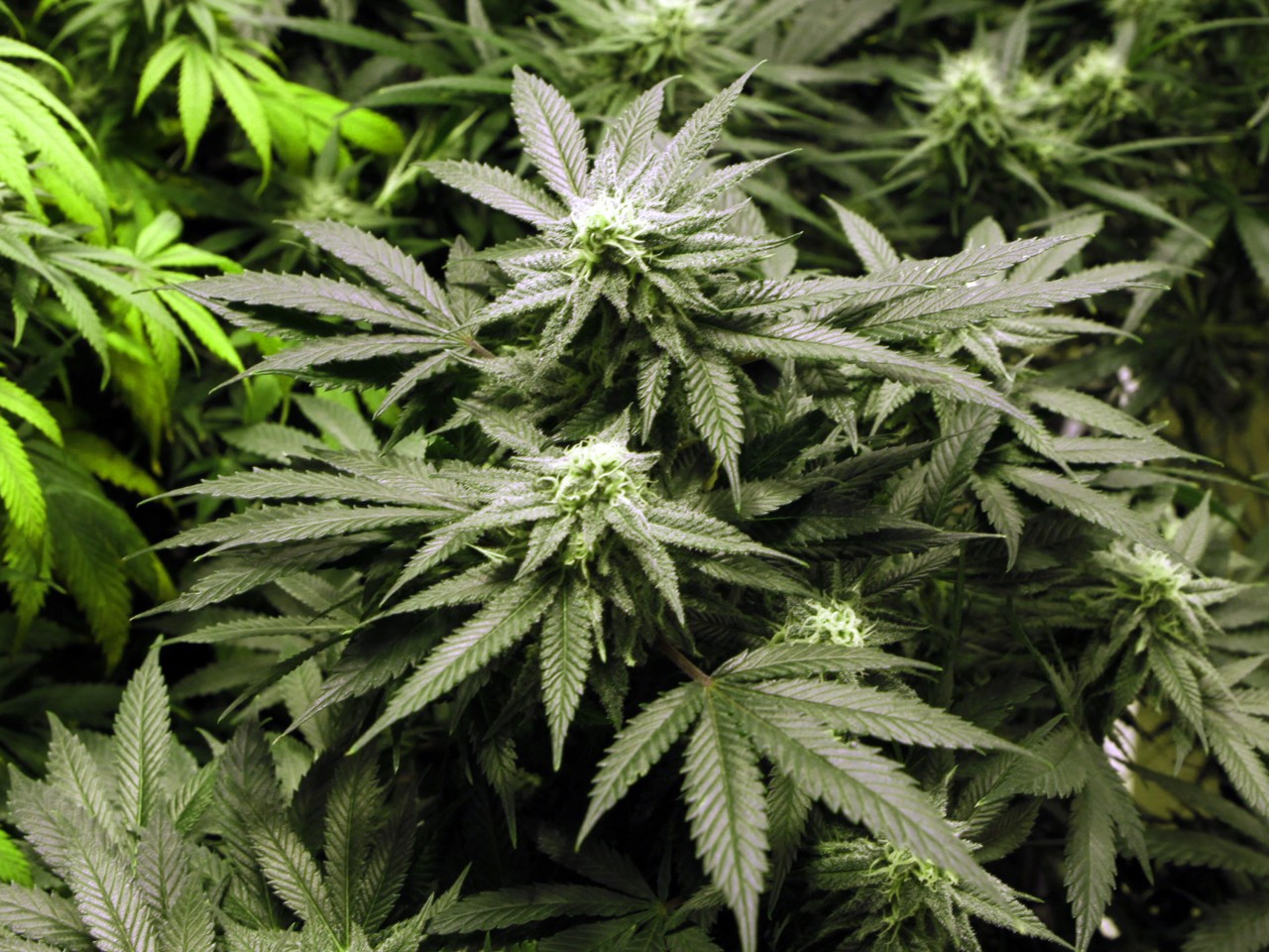 Chester Marijuana Defense Lawyer