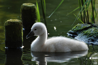 Baby Swan