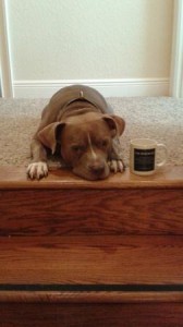 glennsdogsmall