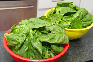 http://www.dreamstime.com/stock-images-fresh-spinach-bowl-photo-image45705514