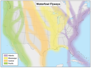Waterfowl flyways map