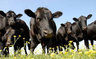 http://www.dreamstime.com/royalty-free-stock-image-beef-cattle-stare-image10956036