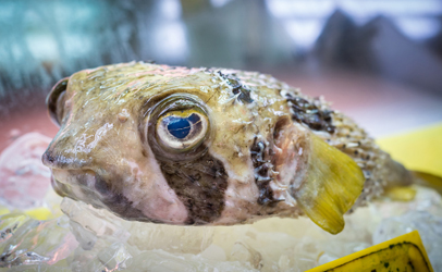 http://www.dreamstime.com/royalty-free-stock-image-japanese-fugu-fish-pufferfish-famous-image48915366