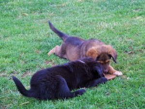 Puppies playing