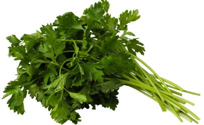 CilantroBunchMain