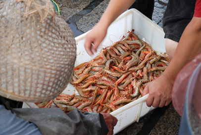 http://www.dreamstime.com/stock-photos-raw-shrimp-basket-fishing-port-image49541723