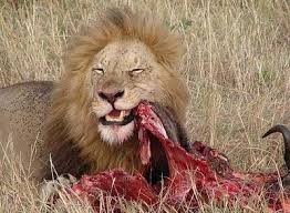 lion eating