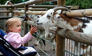 pettingzoobaby-406