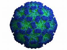 norovirus