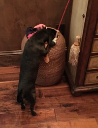 Cush-Playing.jpg