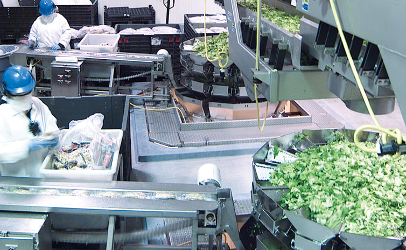 Dole-Springfield-Ohio-salad-plant