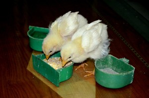 Two chicks