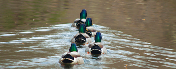 5 Ducks