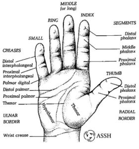 hand anatomy