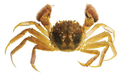 Shanghai hairy crab aka Da Zha crab