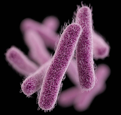 Shigella bacteria