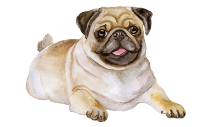 painting of pug dog