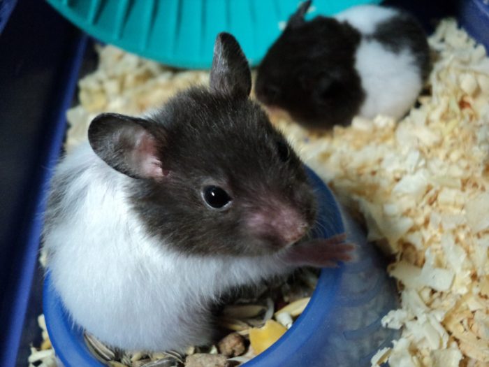 Hamsters