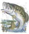 bass