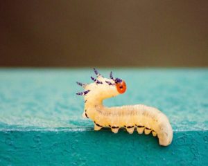 Image of worm reaching up toward nothing in particular
