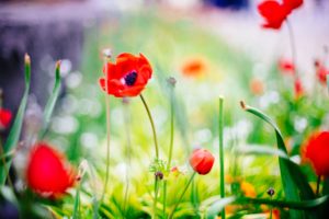 poppies in a field