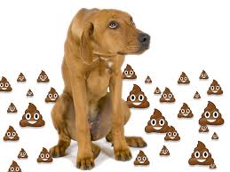 dog with poop emojis