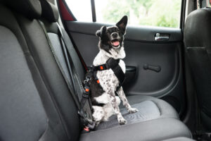 drive safely with pets in cars drive-safely-with-pets-in-cars
